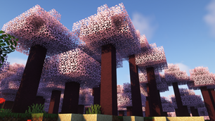 Images Birch To Cherry Blossom Resource Packs Minecraft