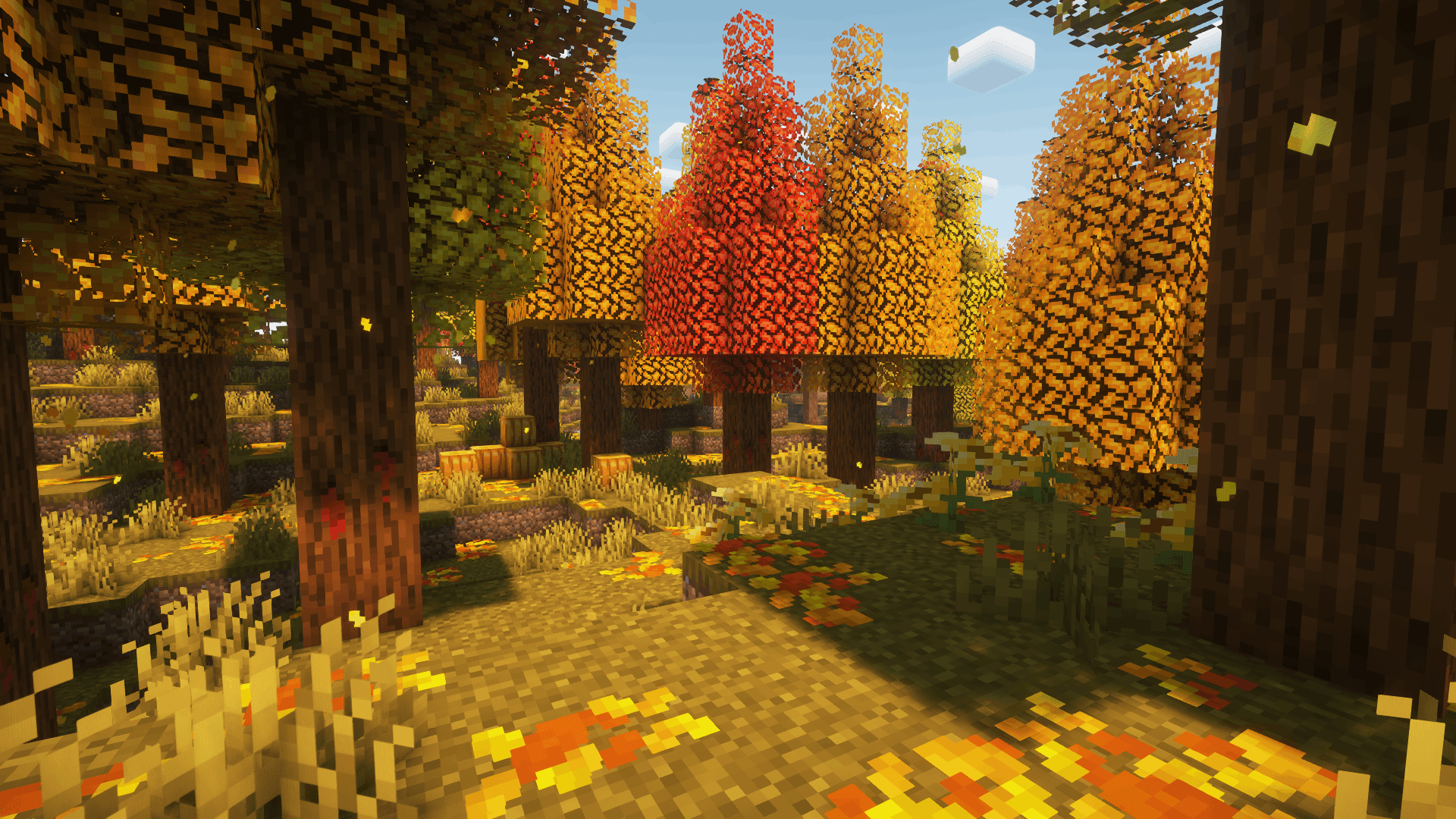 Autumnal Forest