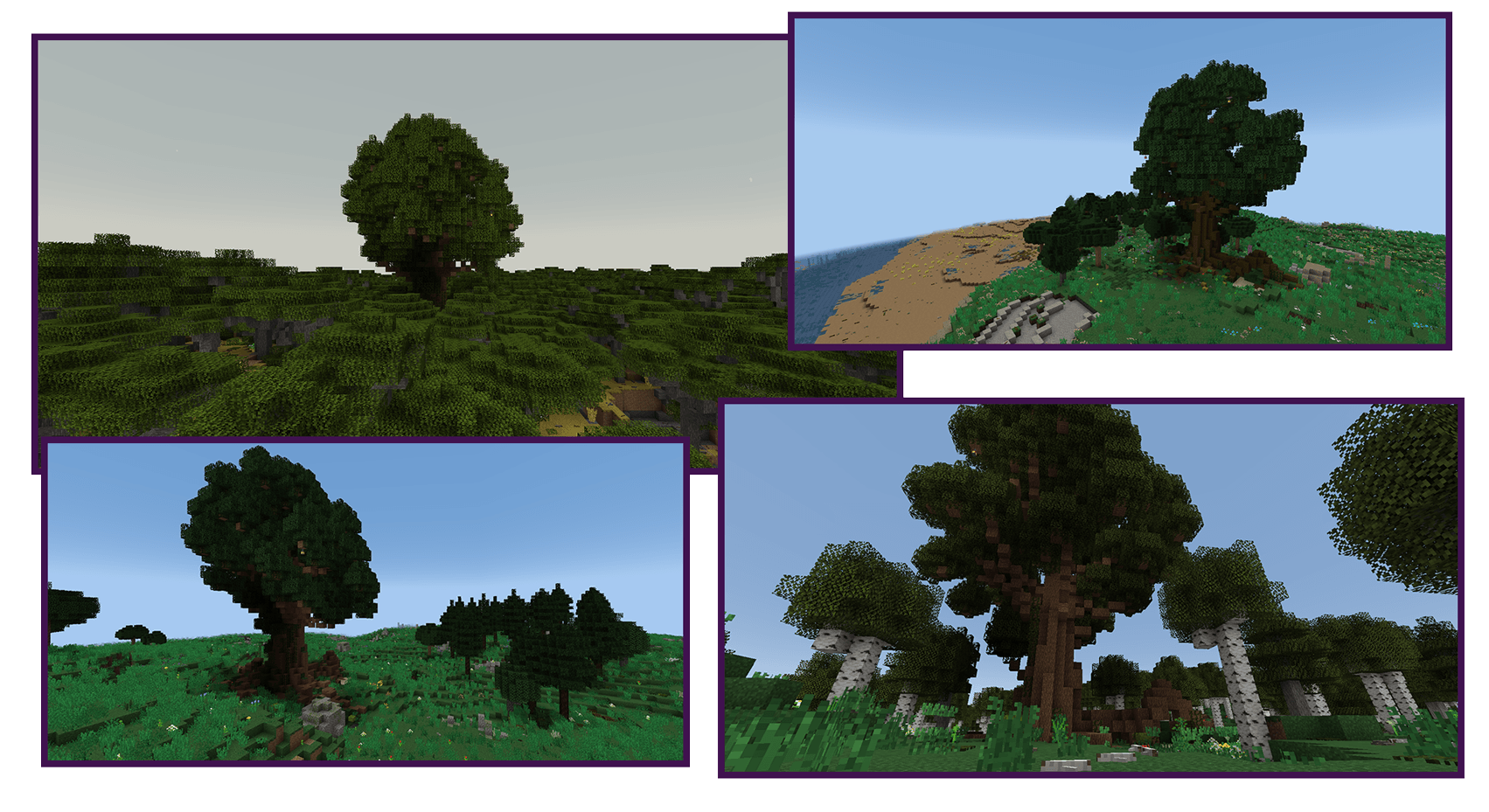 Another view of the majestic tree