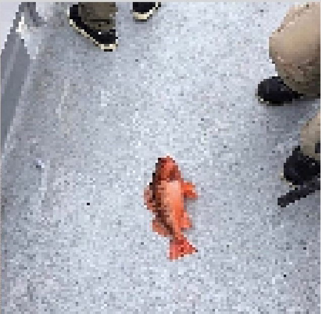 fish (real) - Gallery - Minecraft Mods - CurseForge