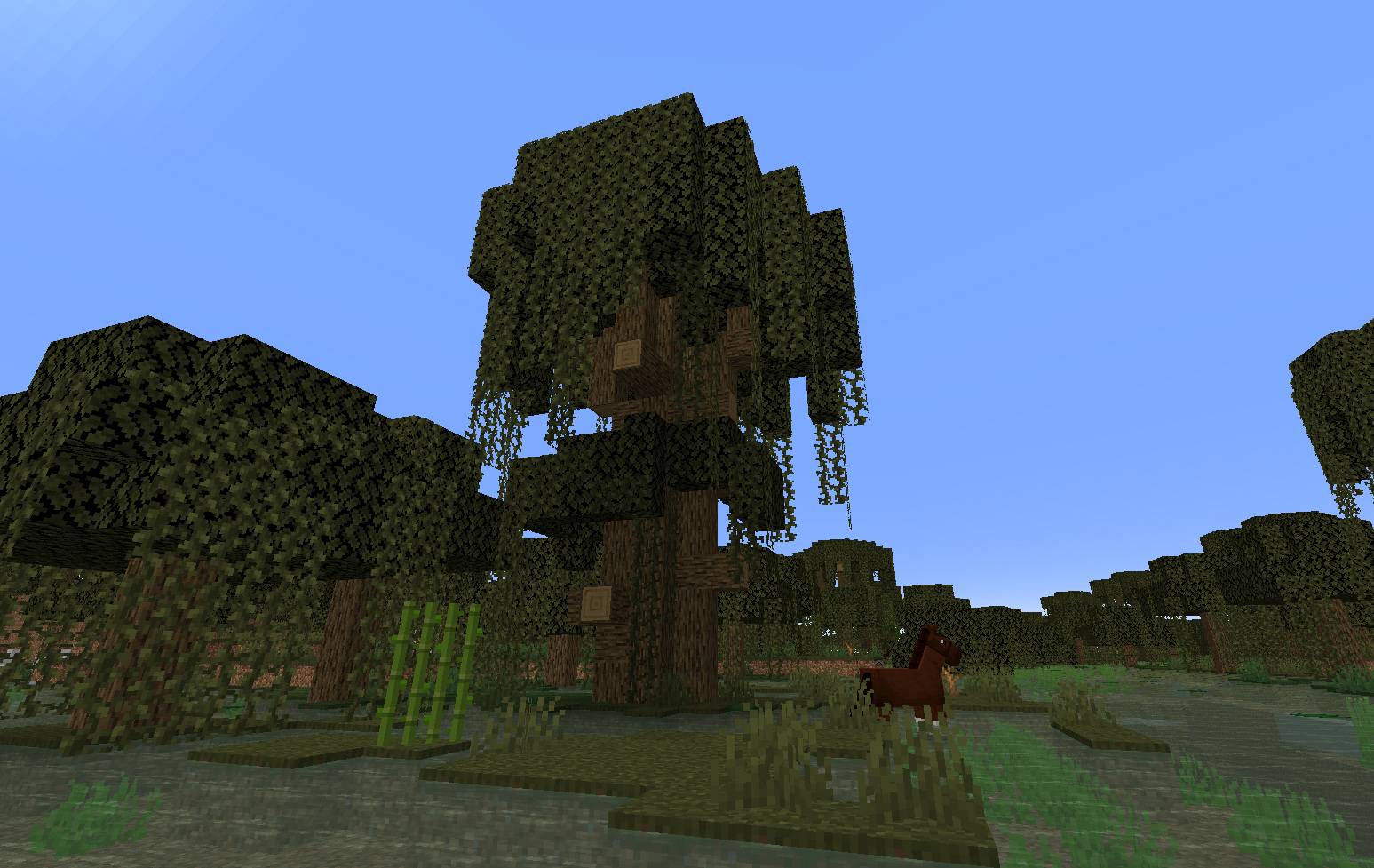 Thumbnail large swamp oak tree.jpg