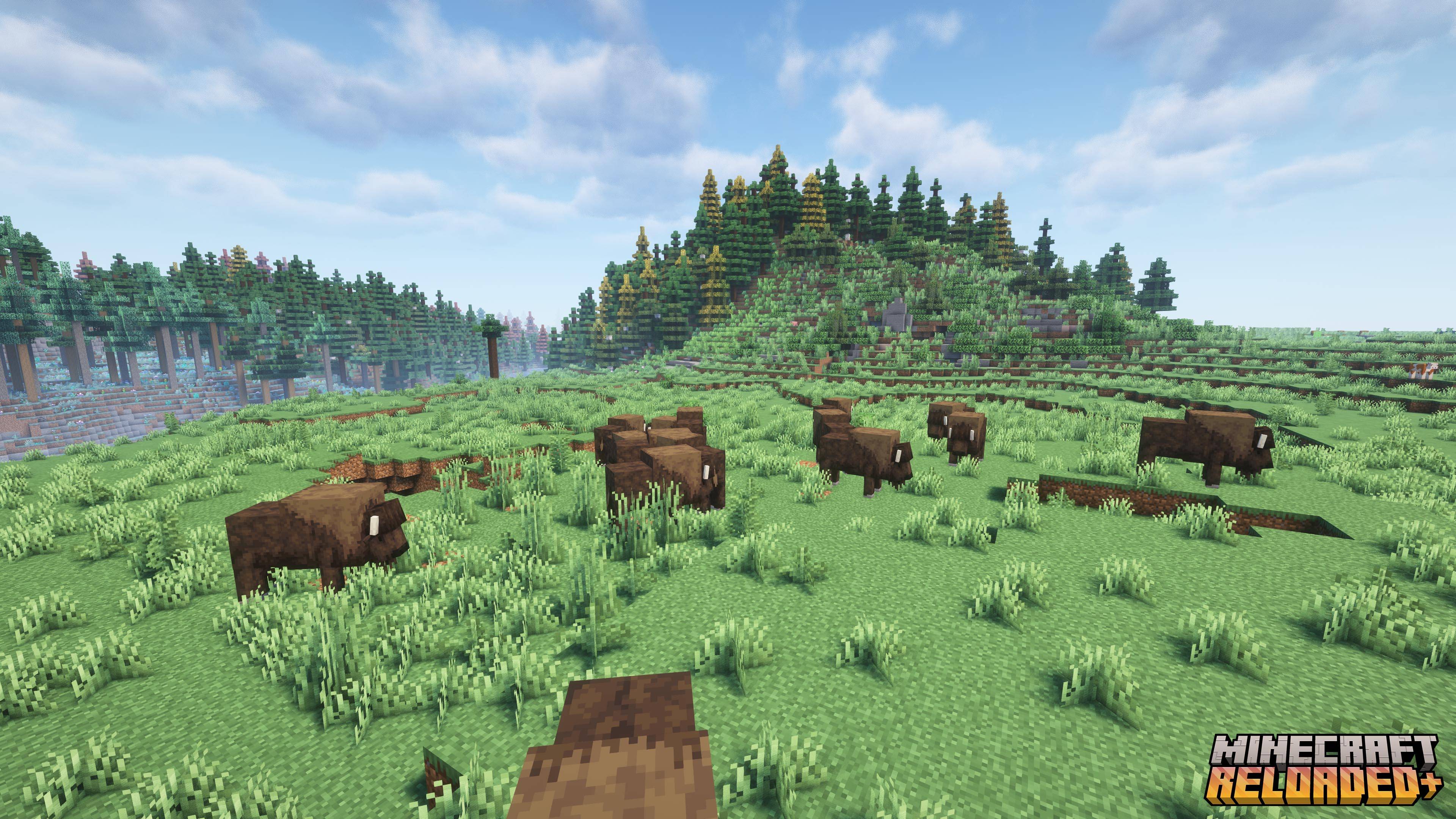 Bison Herd