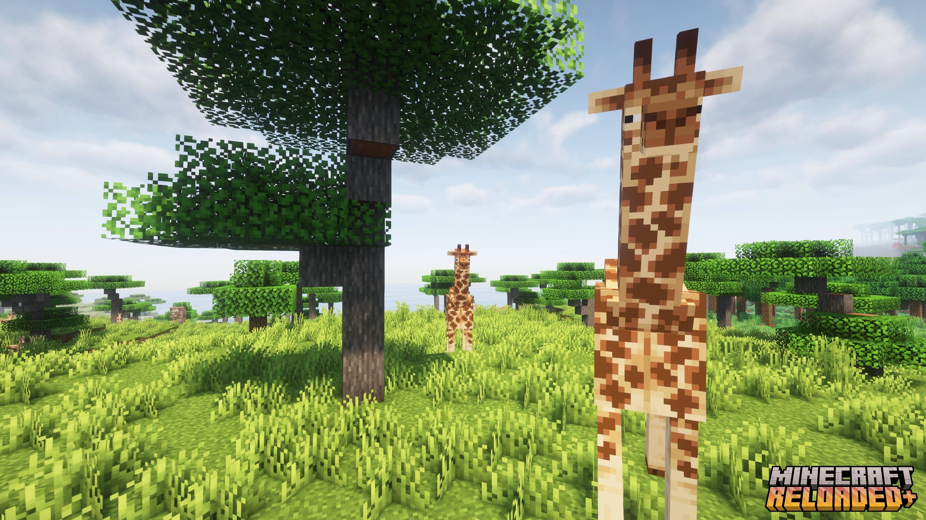 Giraffes