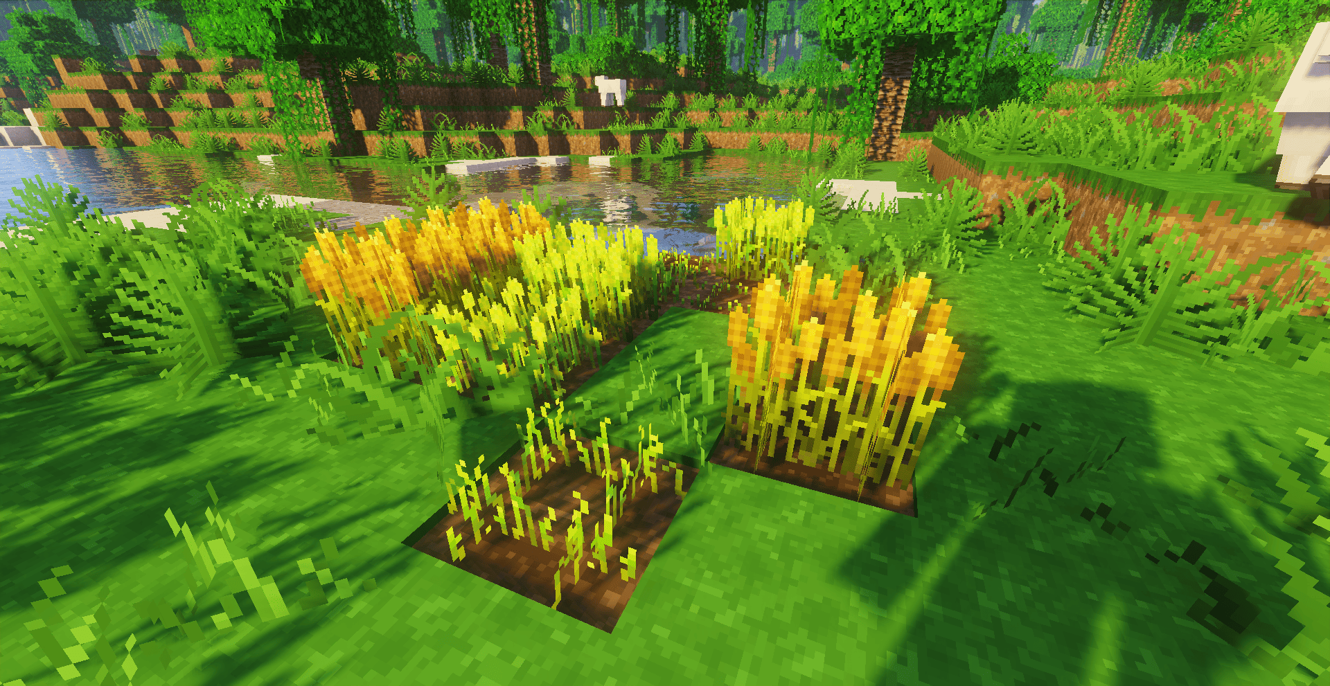 What your seedlings might look like
