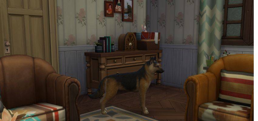 dog in living room.jpg