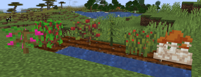 plants