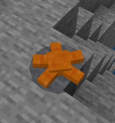 ¡Starfish!