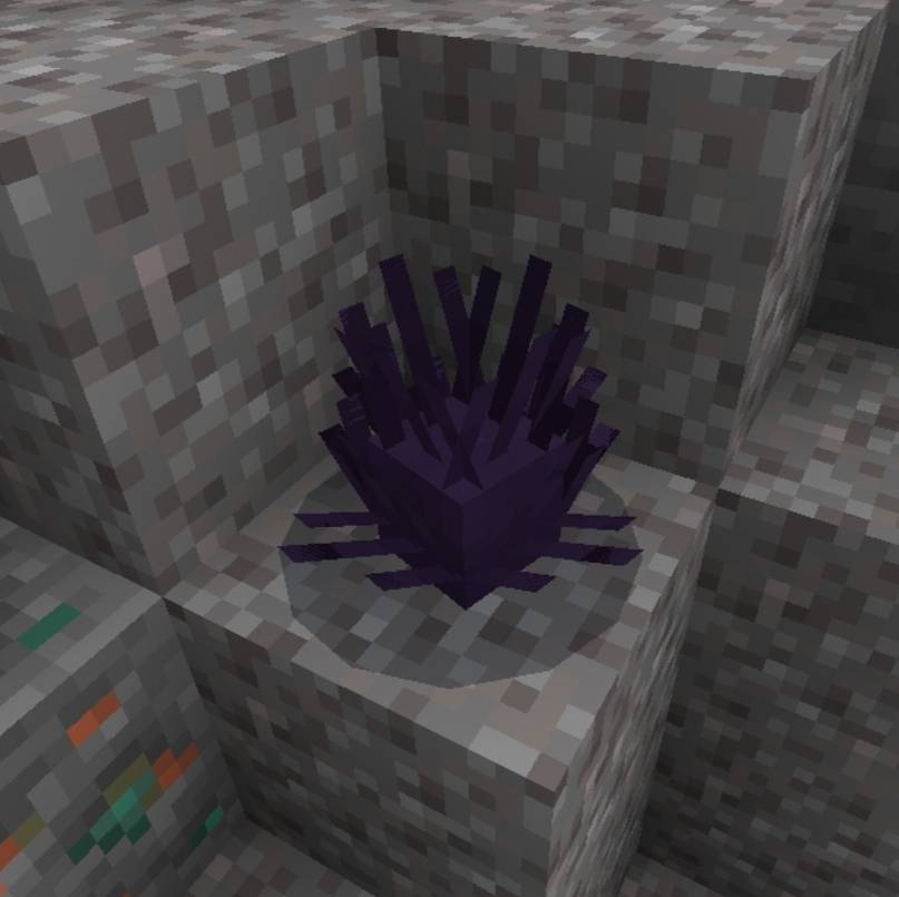 Sea Urchin in the coast