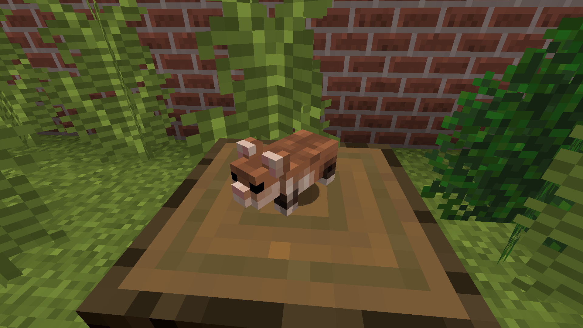 Thumbnail European Hamster