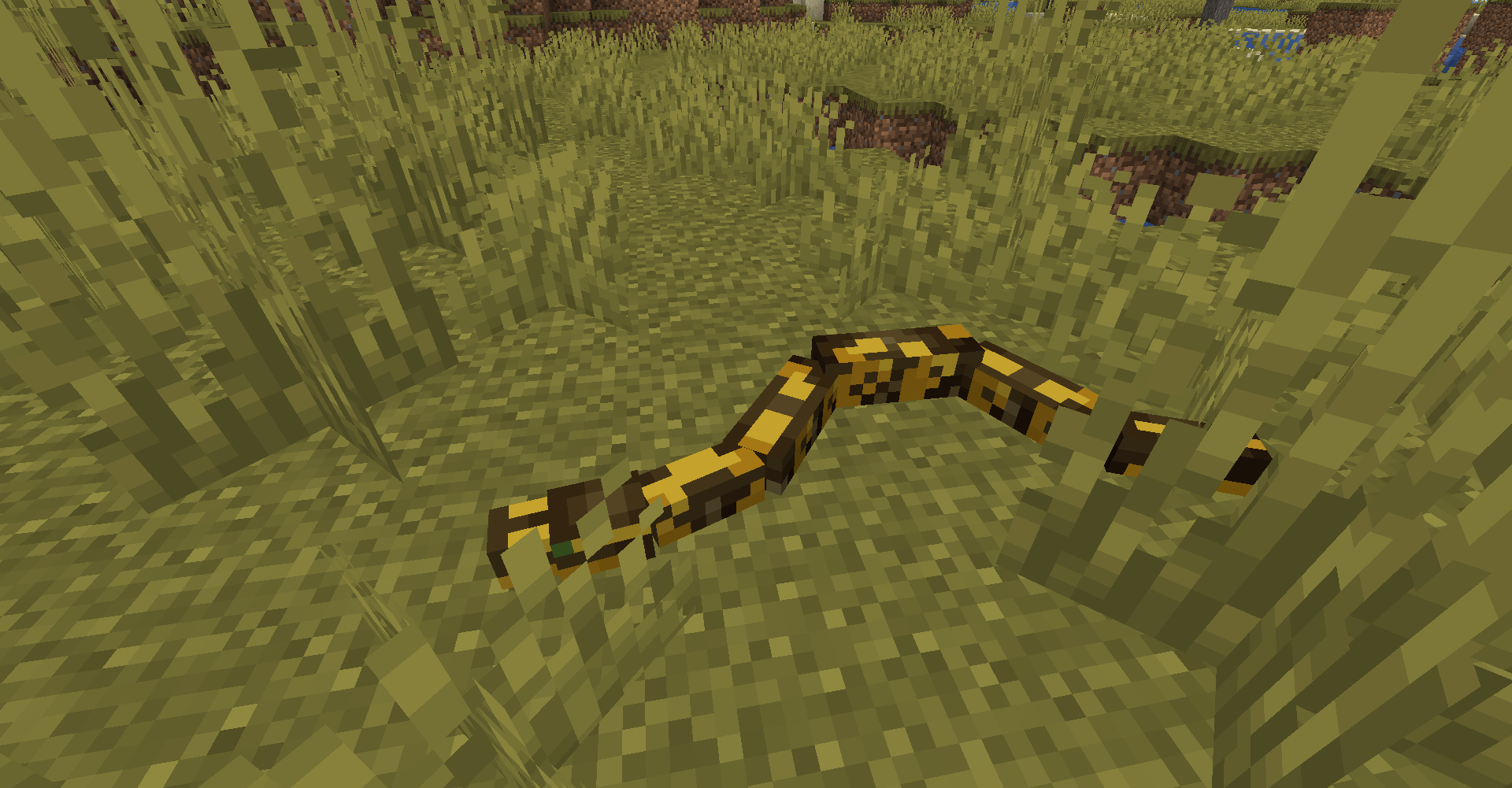Thumbnail Ball pythons spawn naturally in savannas. This one happened to be pastel