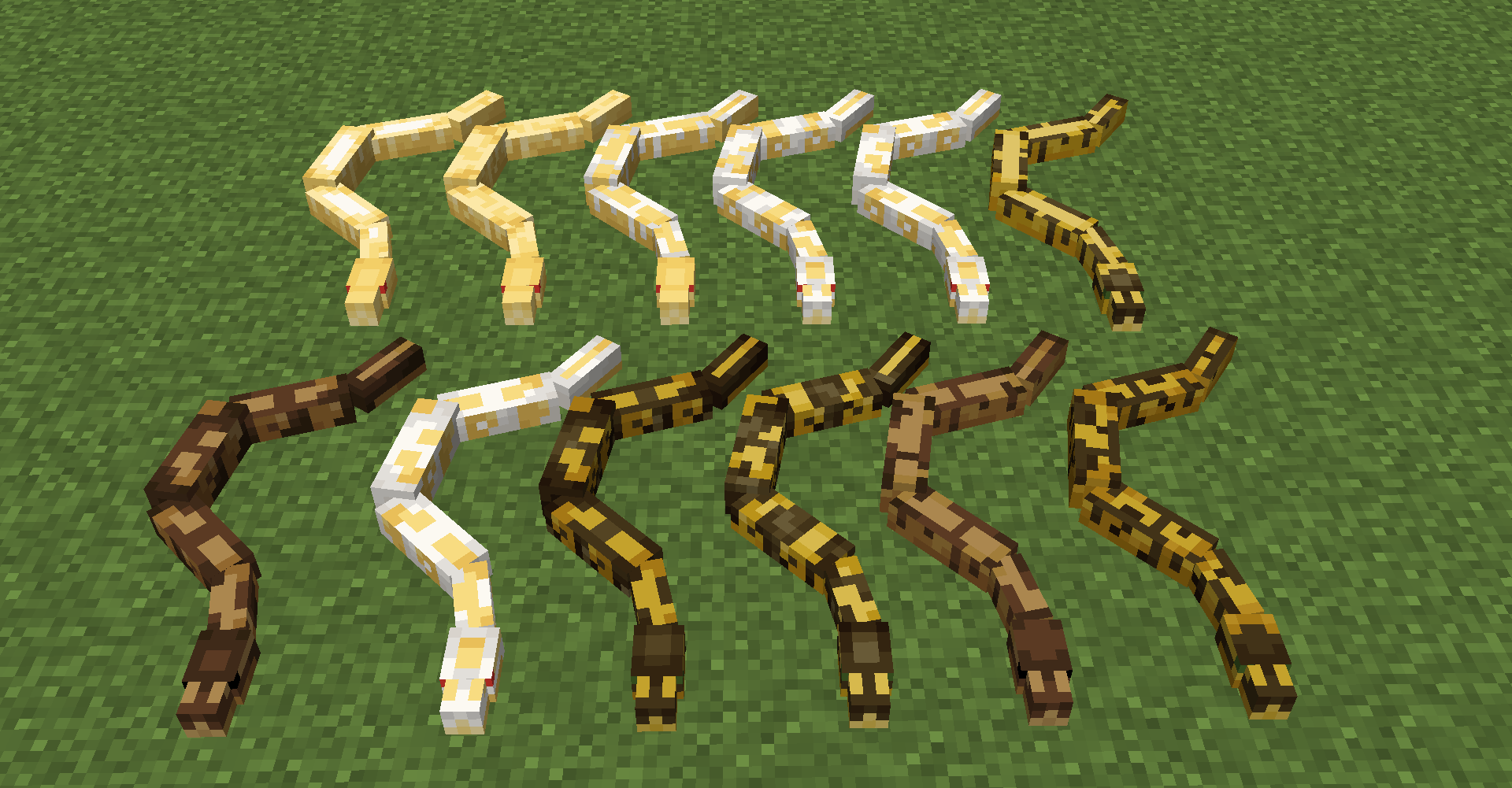 Thumbnail Ball pythons come in many forms depending on which genes they inherit