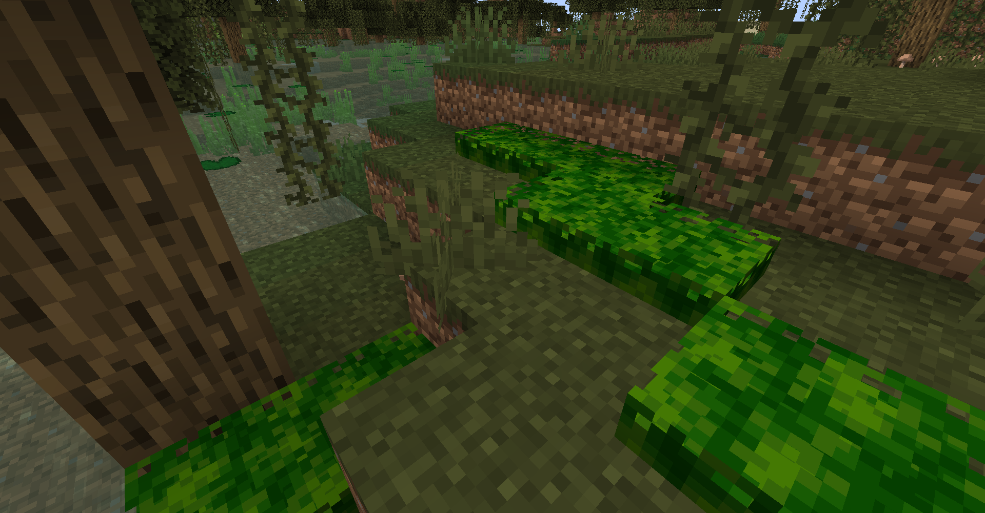 Thumbnail Sphagnum moss can be found growing in swamps