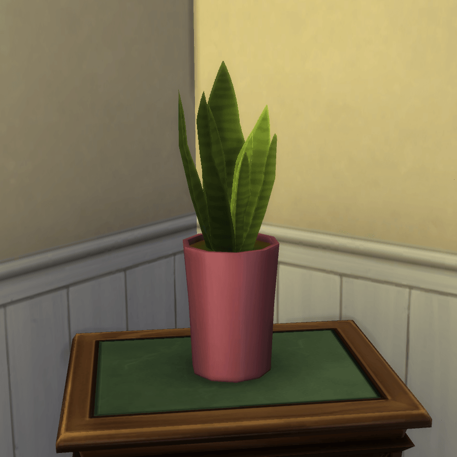 Thumbnail aa snake plant 5.png