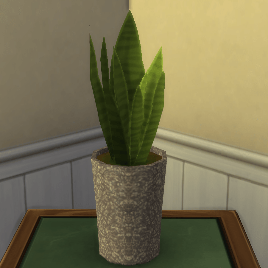 Thumbnail aa snake plant 25.png