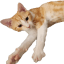 Cats moddpack.png