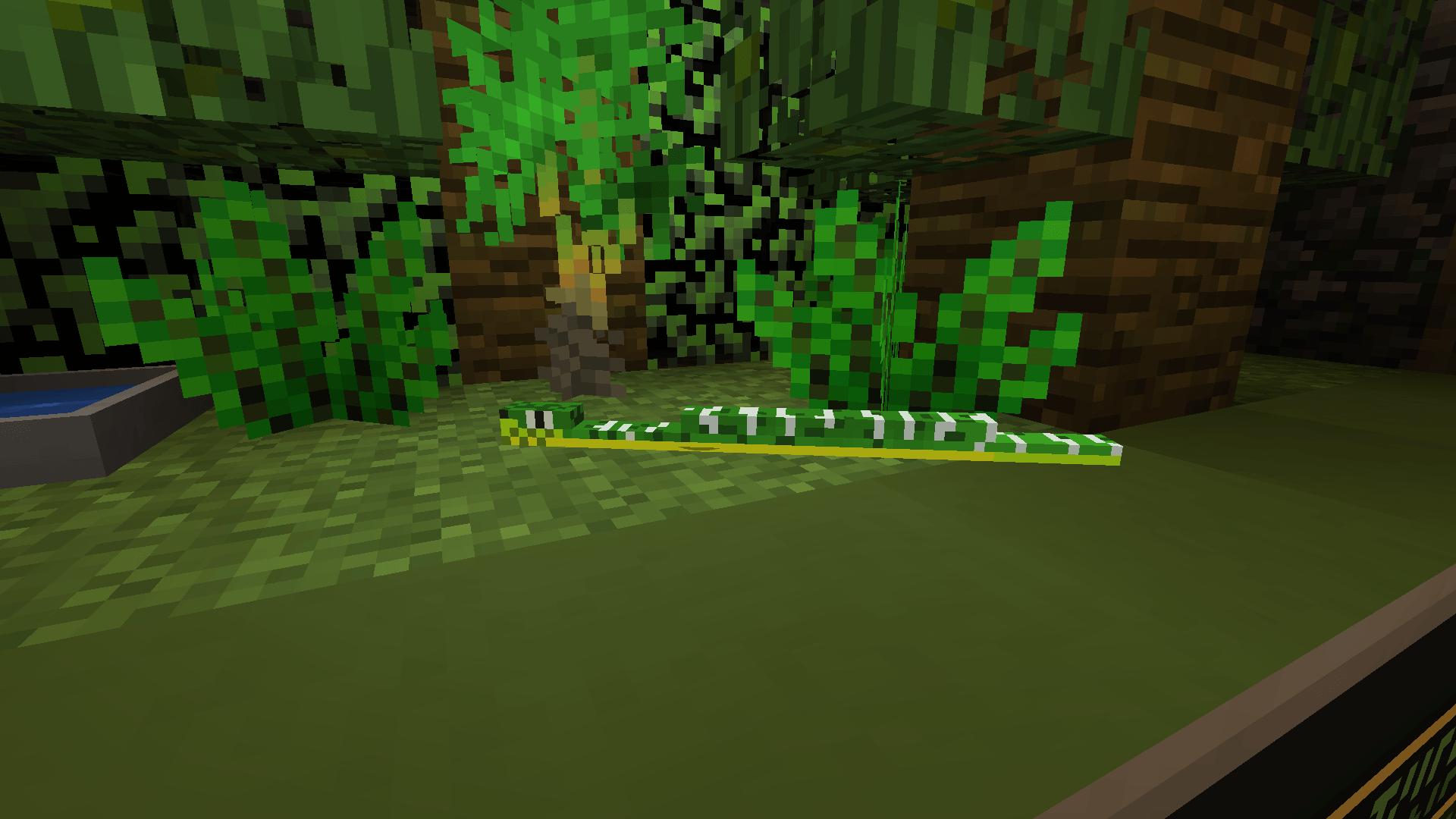 Emerald Tree Boa