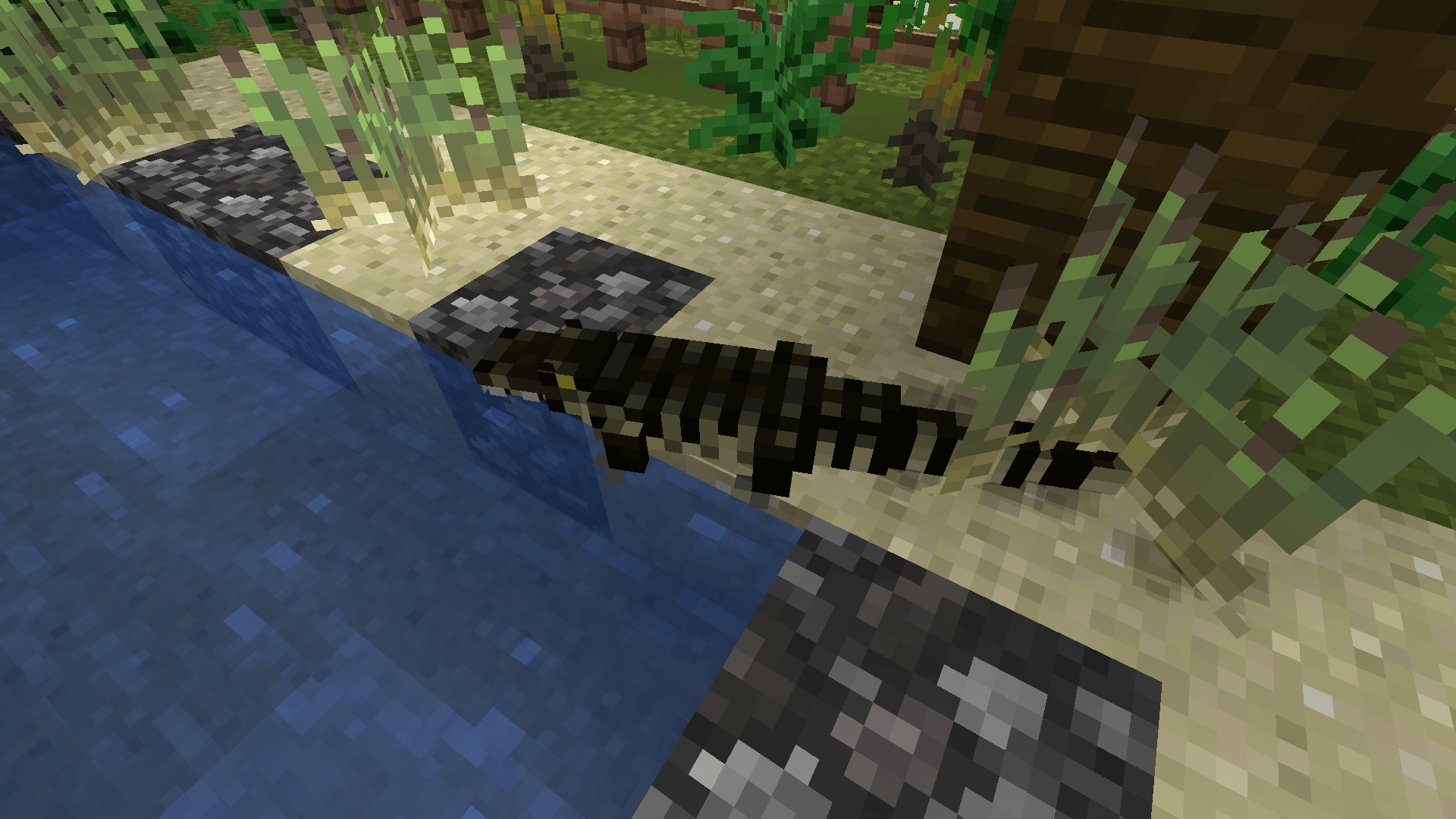 Spectacled Caiman