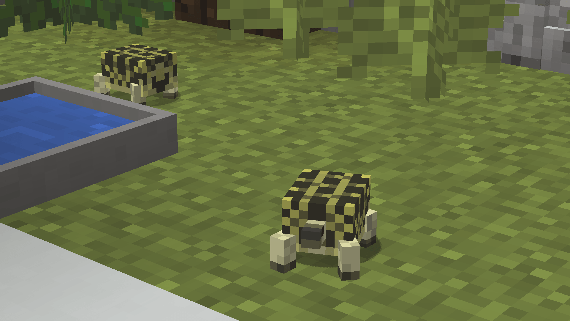 Thumbnail Hermann's Tortoise