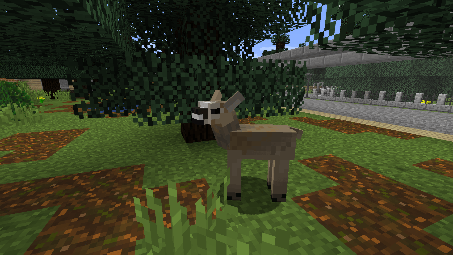 Thumbnail European Roe Deer