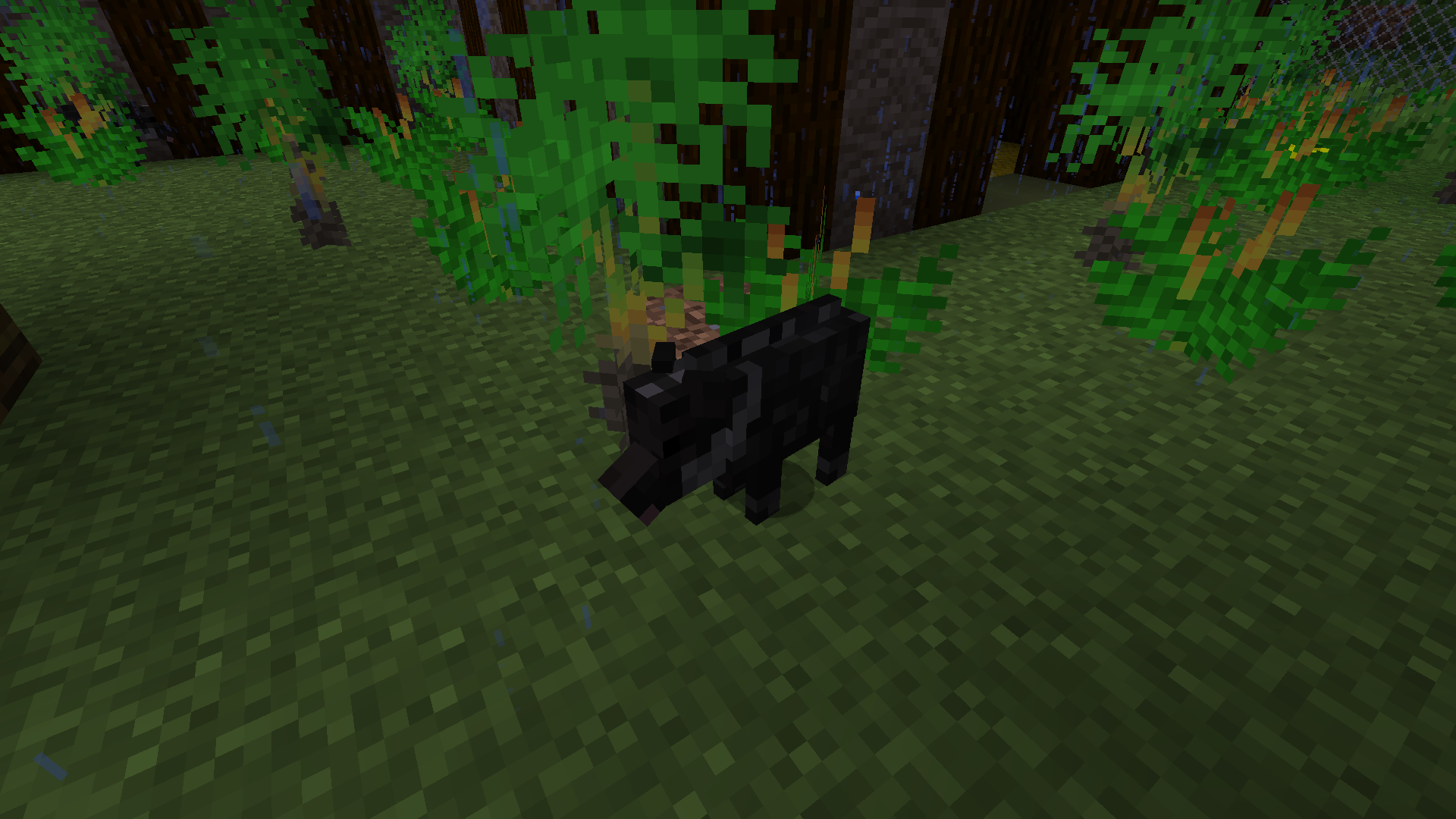 Thumbnail Collared Peccary
