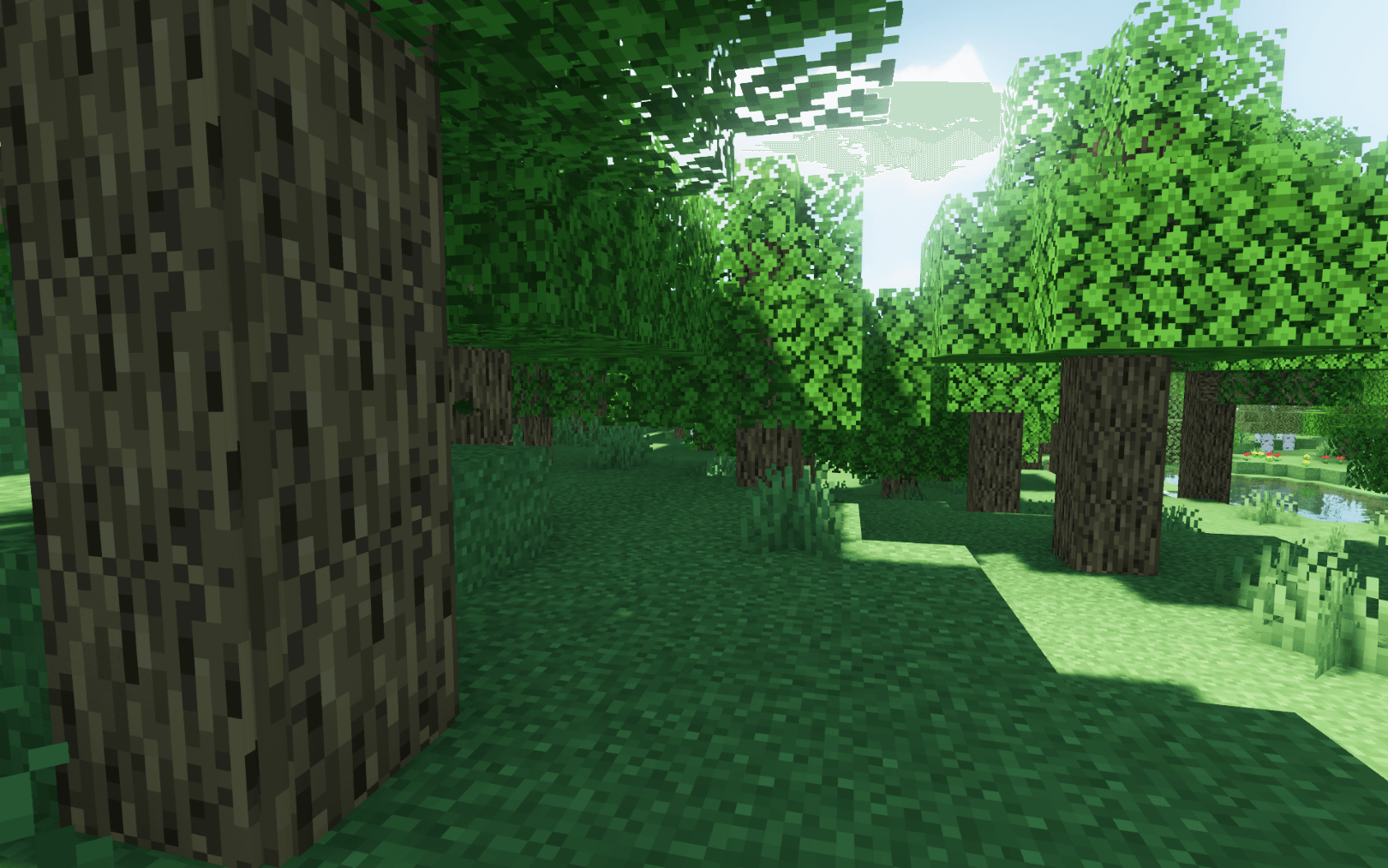 forest