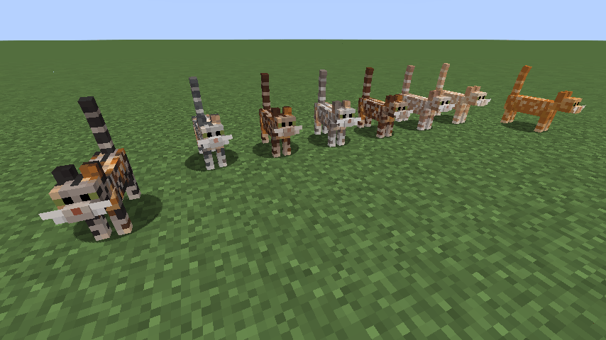 Left to right, all classic torbies: black, blue, chocolate, lilac, cinnamon, fawn, cream, red.