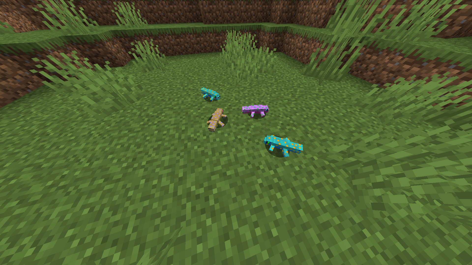 Geckos
