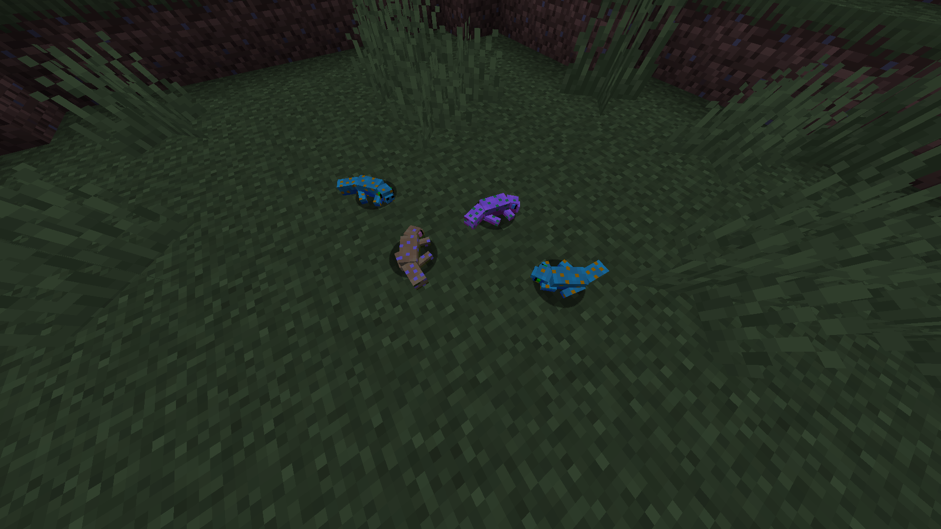 Geckos can sleep