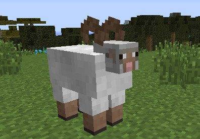 Thumbnail Wild Sheep