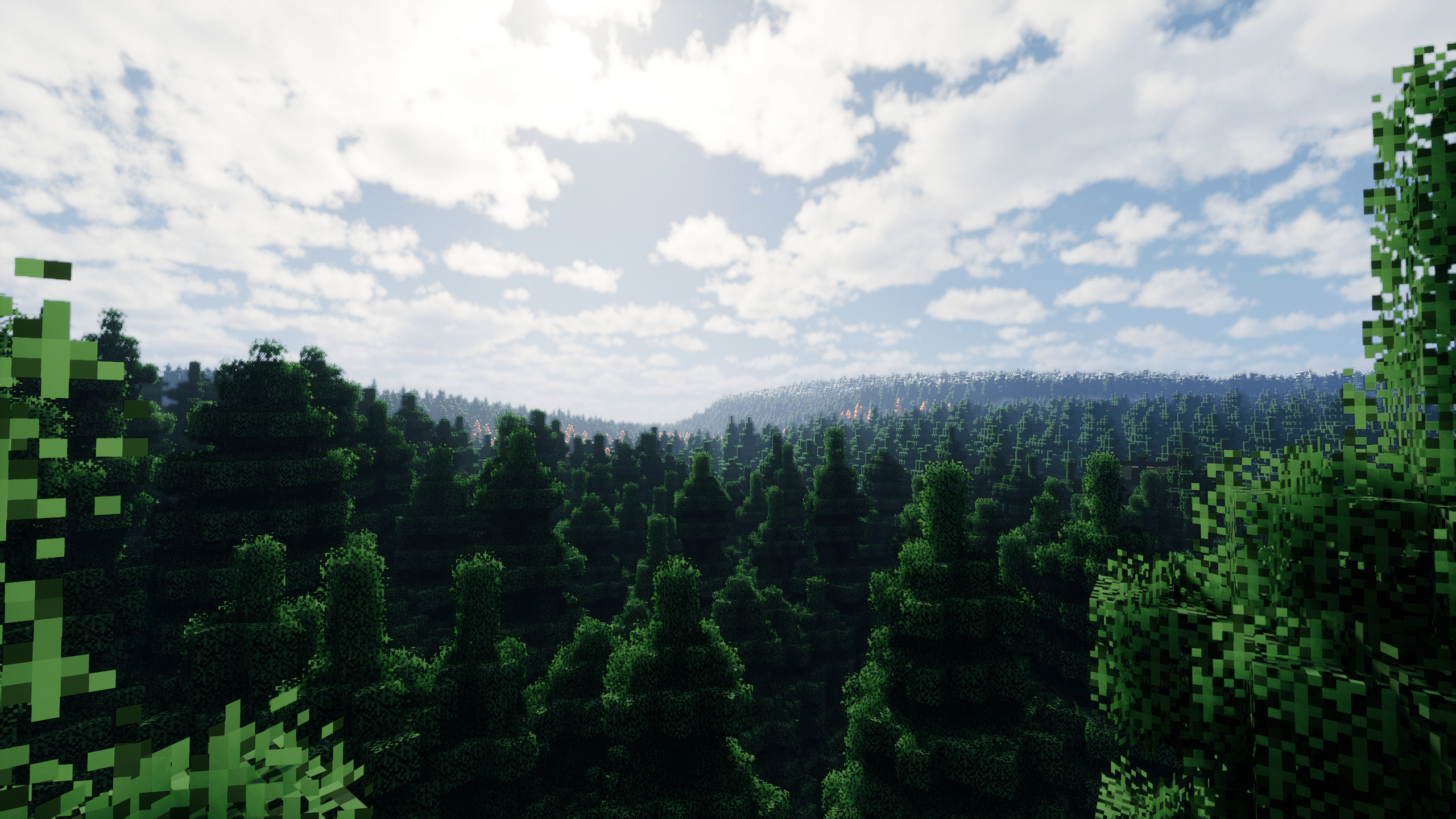 Spruce forest