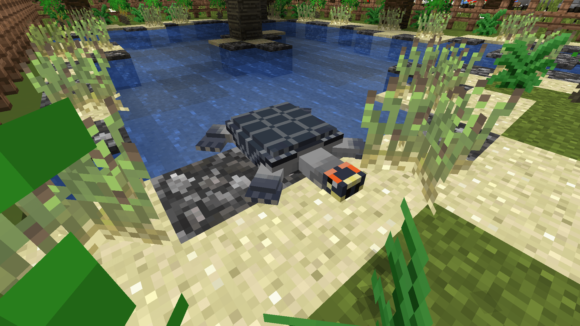 Thumbnail Arrau Turtle