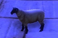 Sheep