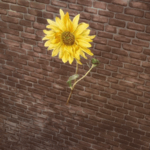 Sunflower Wall Decals (400 x 400 px) (300 x 300 px).gif
