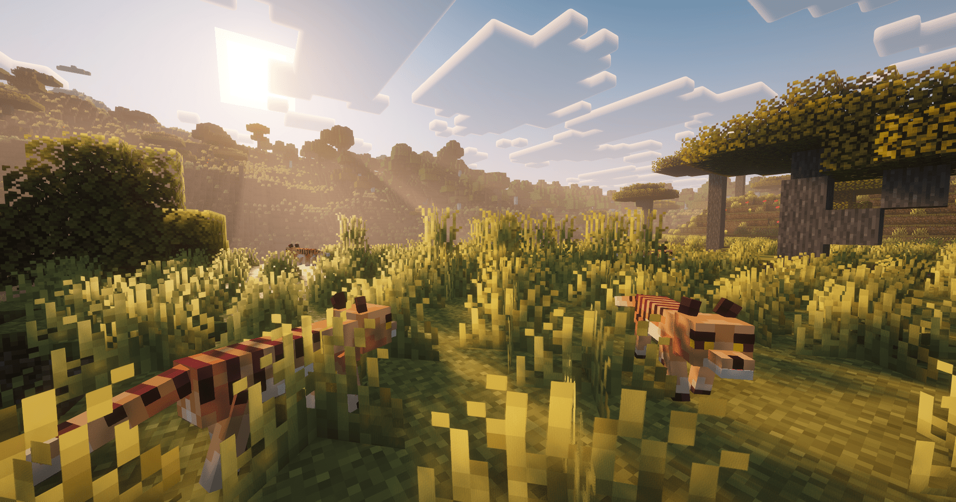 Thumbnail Thylacines