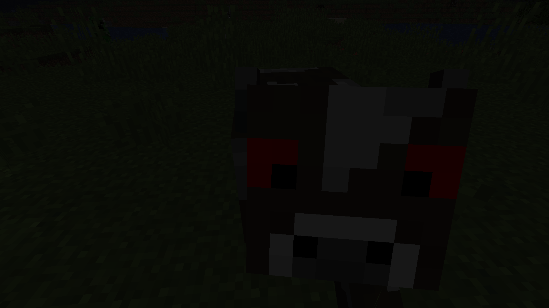 attacks cows