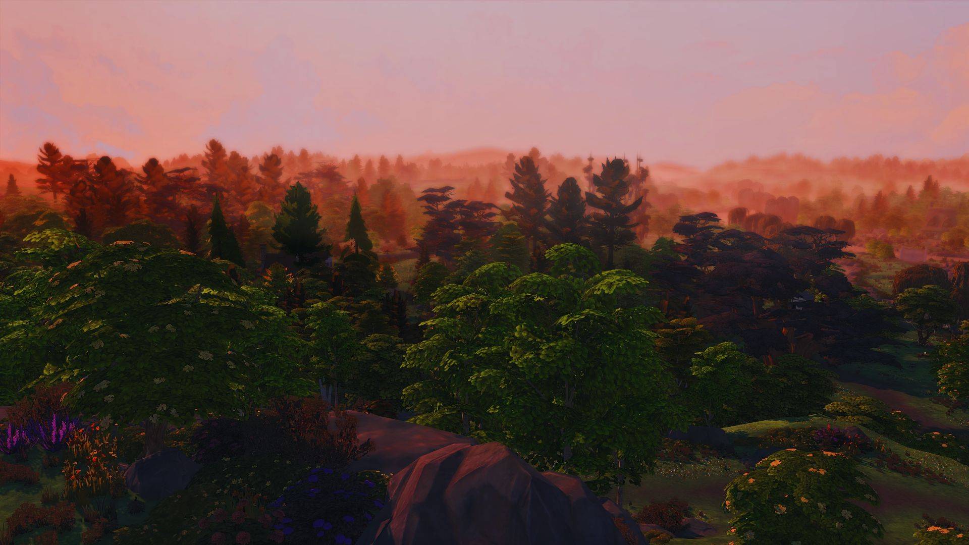 Sunset Forest