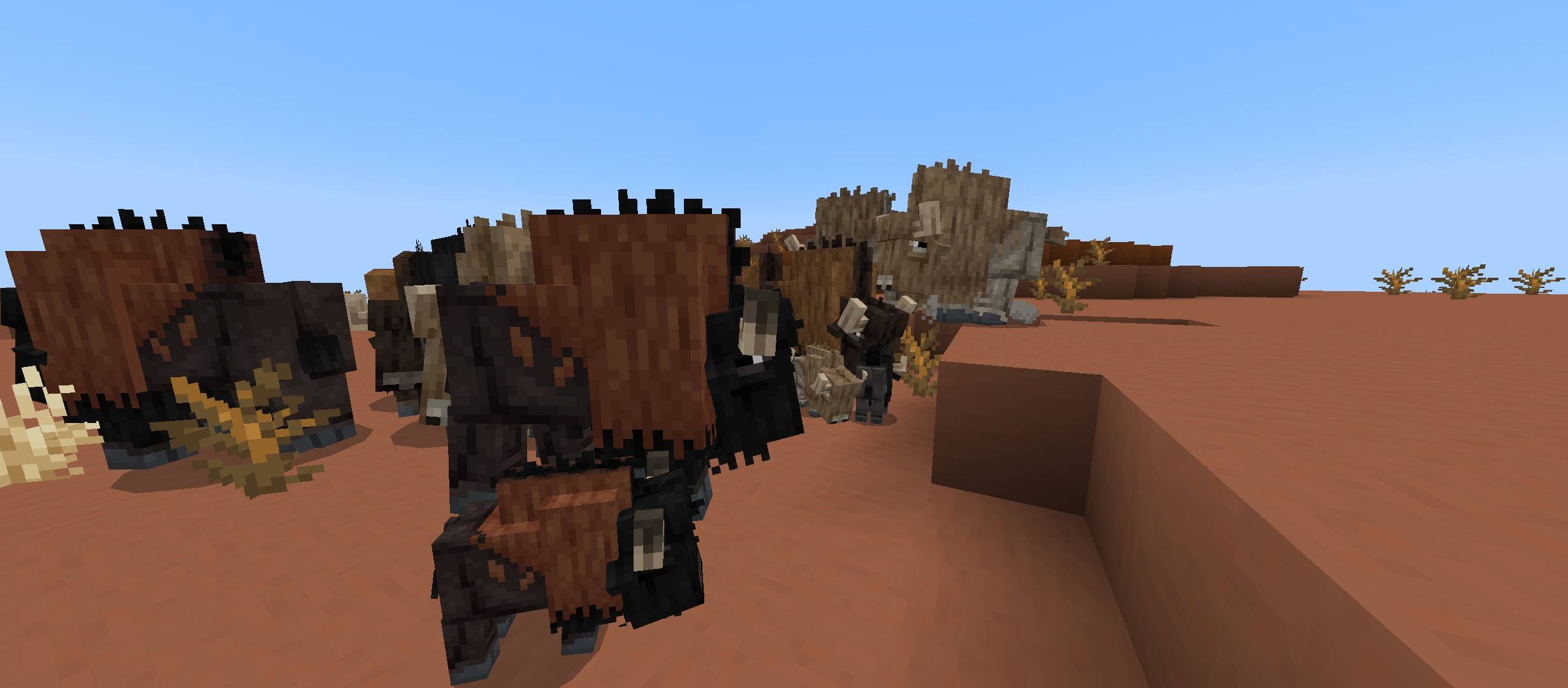 A group of bison are walking around with their group.