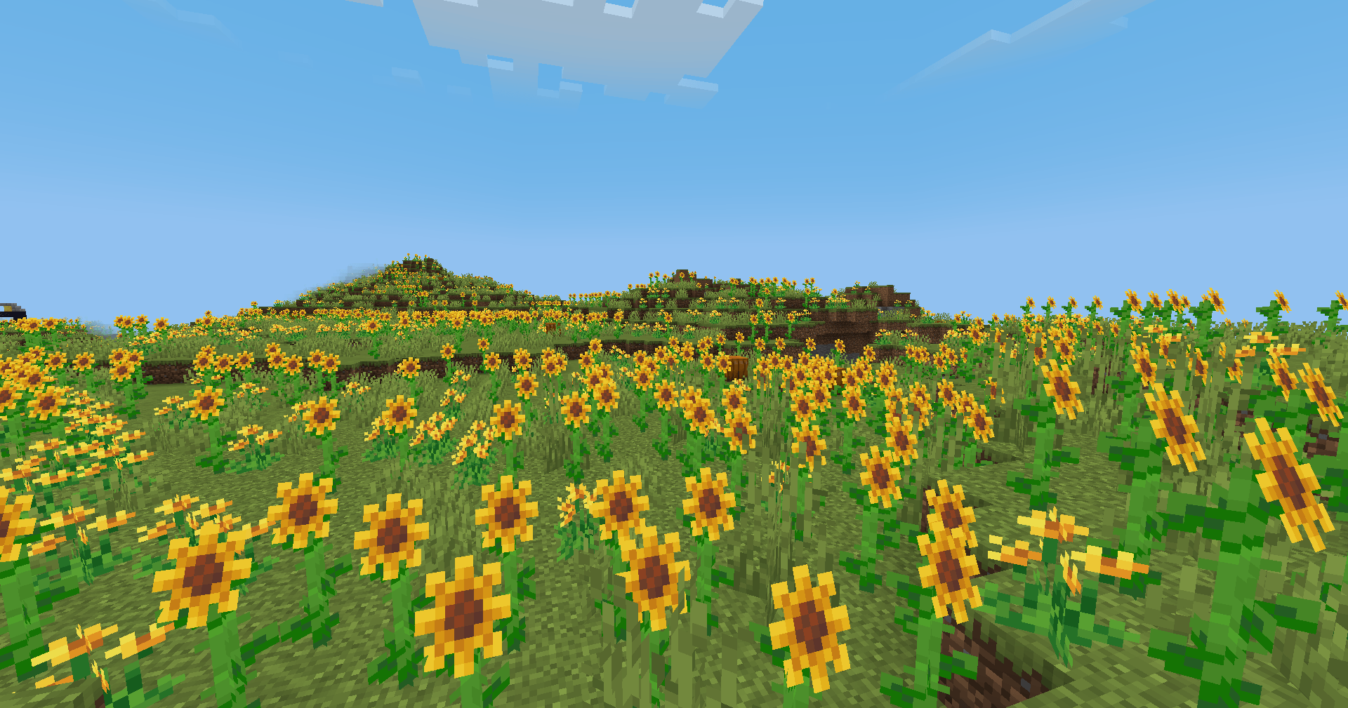 Sunflower Plains