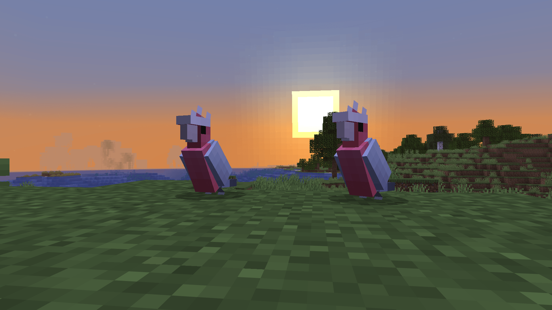 Pair of Galahs in the open plains
