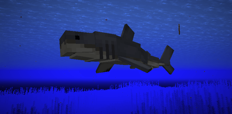 display_shark.png