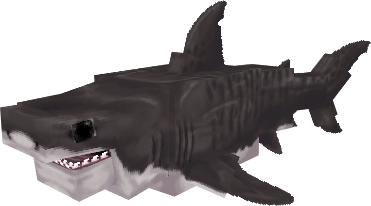 Tiger Shark