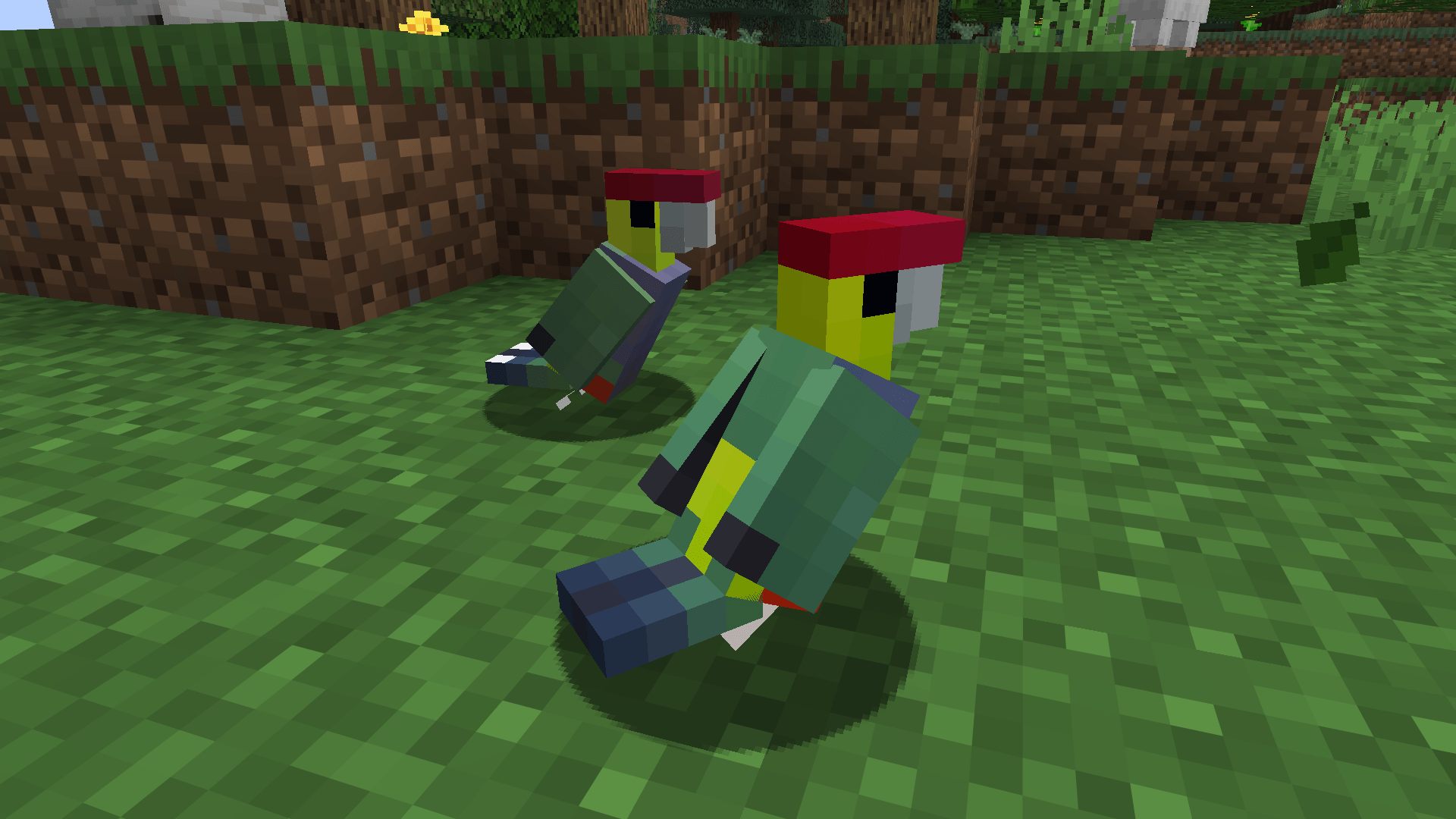 Pair of Red-Capped Parrots. Supposedly, there's some minor visual differences between the male and female, the main change being the white tips of the female's and a slightly duller colour.