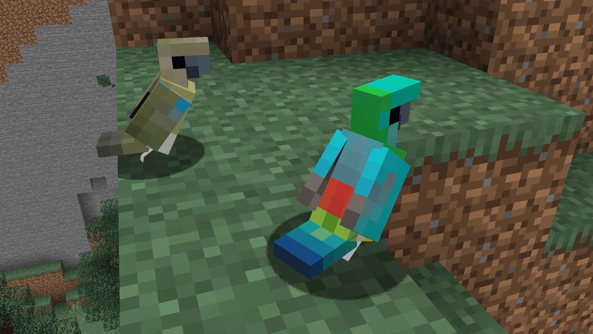 Male and Female Red-Rumped Parrot (the male is the only one to have the red rump)