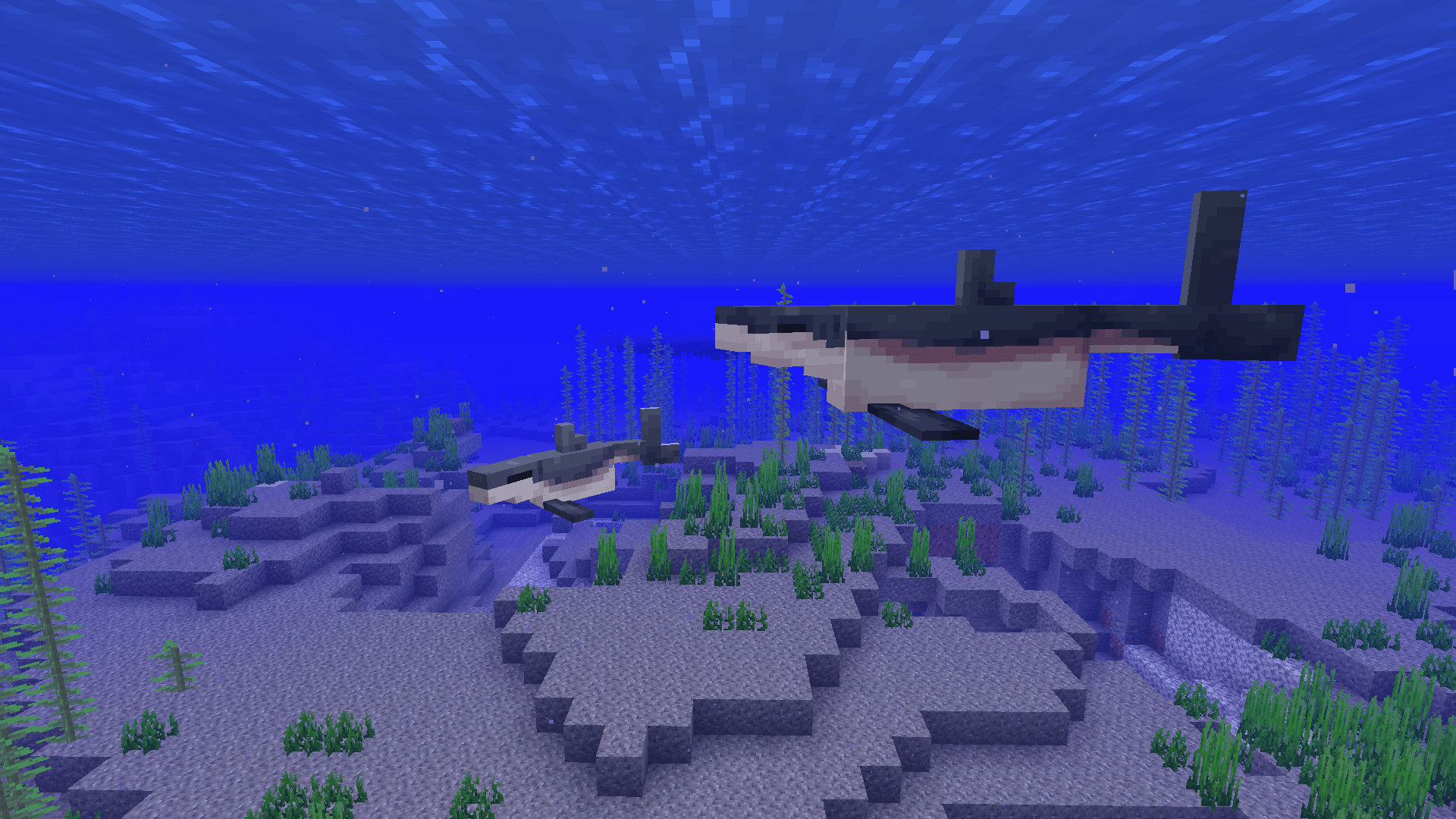 Sharks spawn in ocean biomes, making the seas more lively and interesting. They are hostile and will attack players. Baby sharks can be caught and carried in buckets! Keep them as pets or transport them to your own private aquarium.