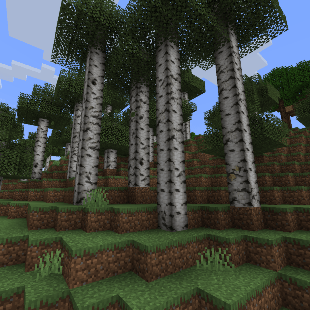 Tall birch trees in old growth birch forest.
