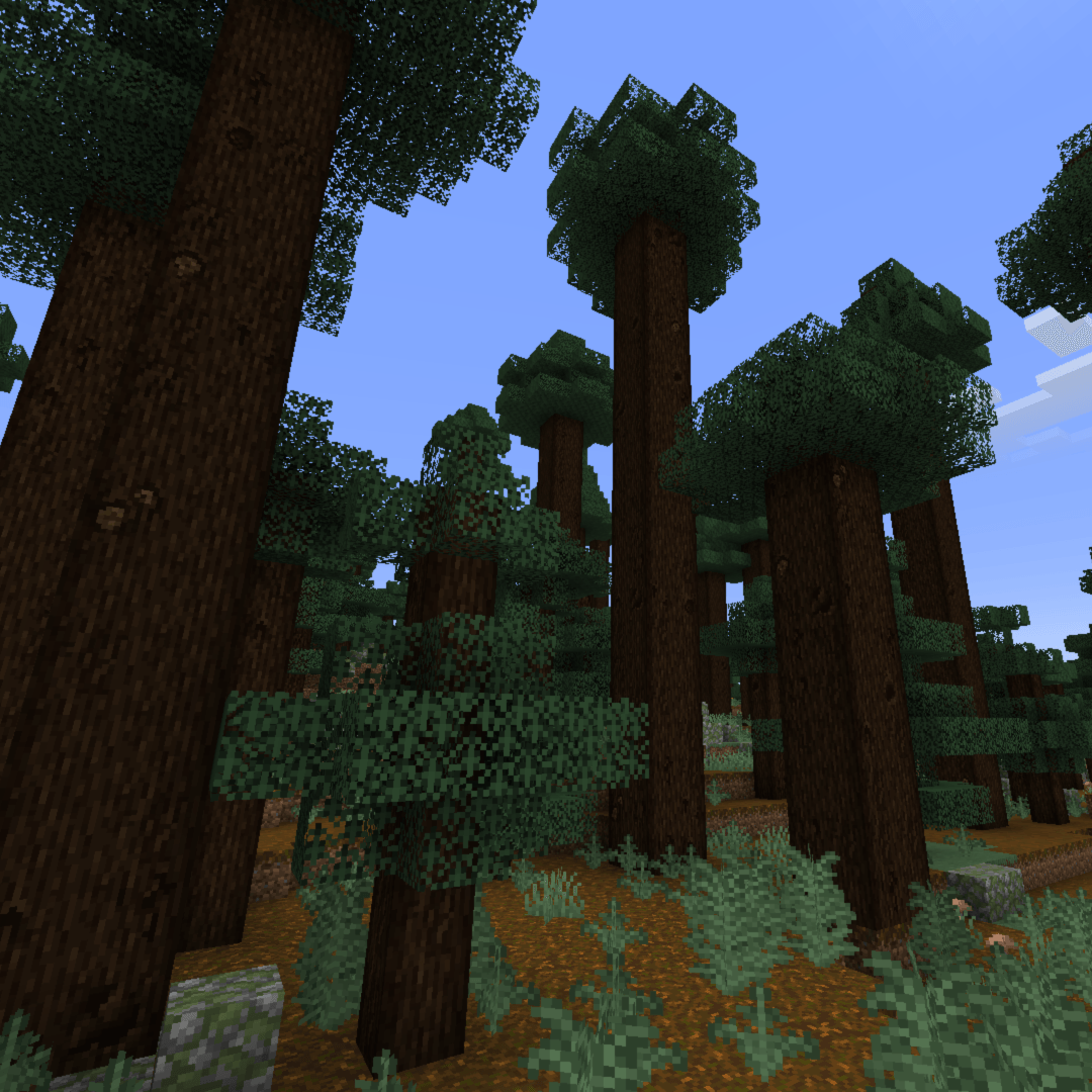 Giant spruce and pine trees in an old growth taiga forest.