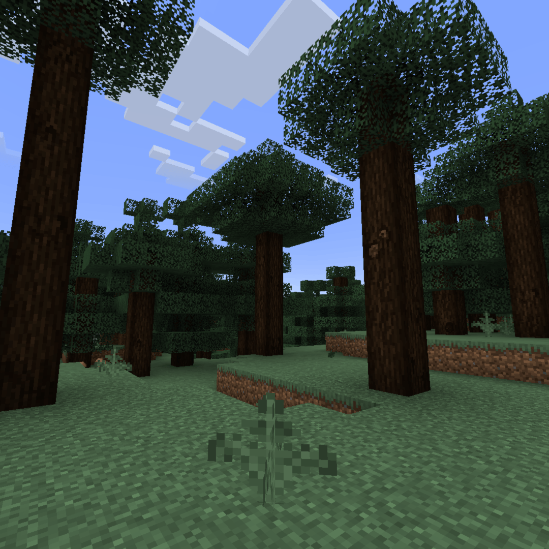 A view of tall spruce trees in a forest.