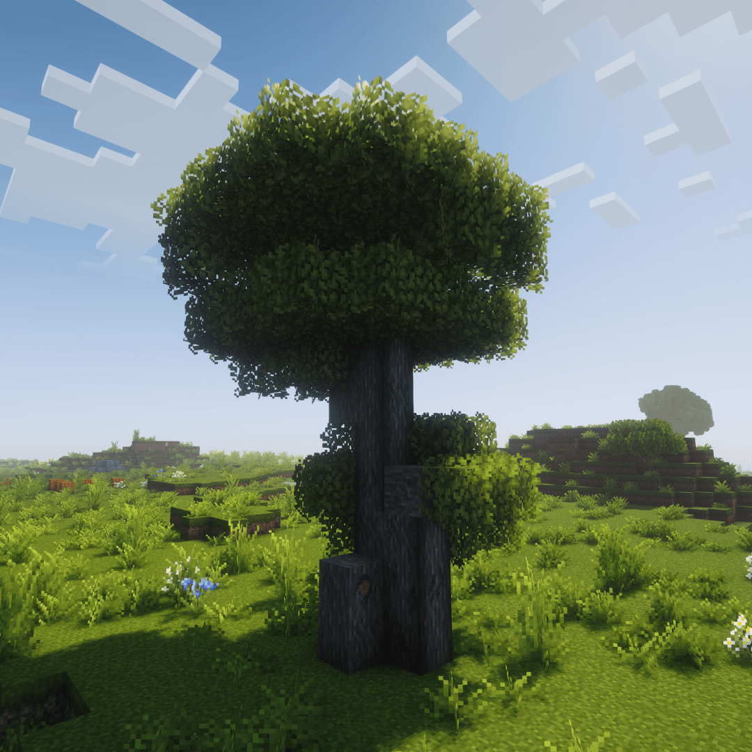 A branching acacia tree, displaying a knot and imperfections in the bark. Credits to Arboria Biome Enhancement for tree generation. Used Complementary Reimagined shaders, Stay True resource pack.