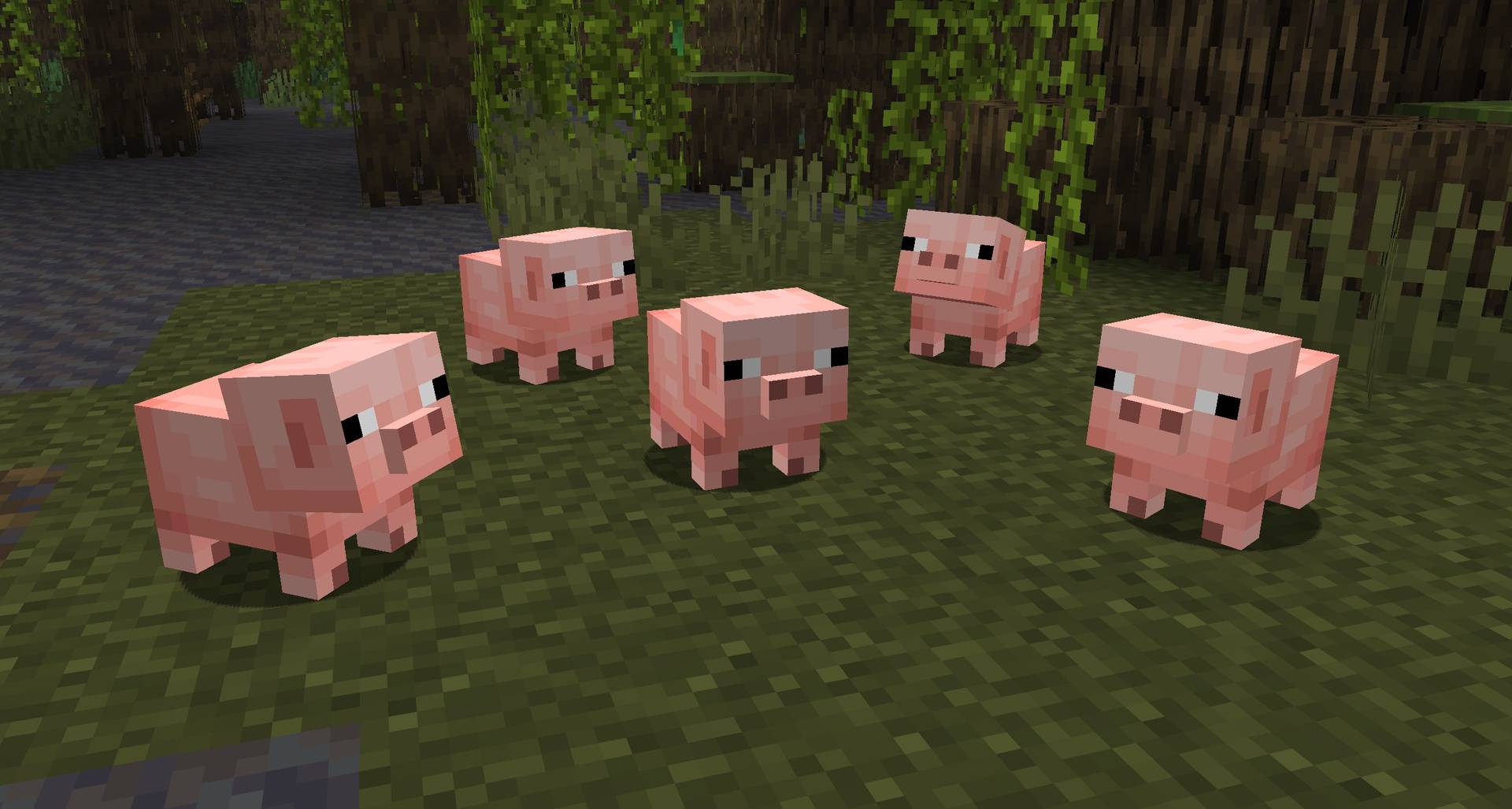 Baby Pigs