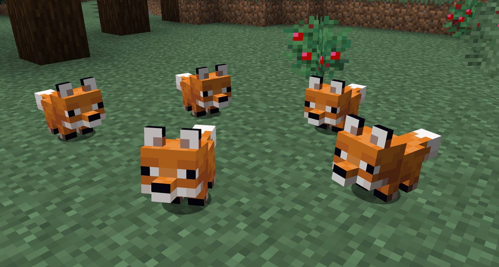 Baby Foxes